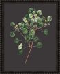 Botanicals on Black IV by Camelot Pictures | Style Our Home