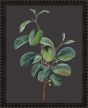 Botanicals on Black VII by Camelot Pictures | Style Our Home