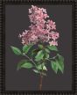 Botanicals on Black VIII by Camelot Pictures | Style Our Home