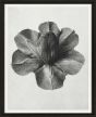 Black & Cream Botanicals I by Camelot Pictures | Style Our Home