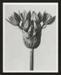 Black & Cream Botanicals II by Camelot Pictures | Style Our Home