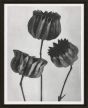 Black & Cream Botanicals III by Camelot Pictures | Style Our Home