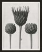 Black & Cream Botanicals IV by Camelot Pictures | Style Our Home