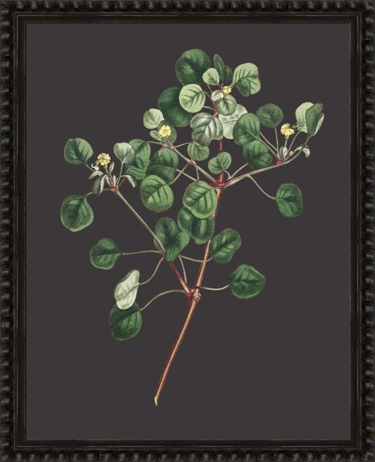Botanicals on Black IV by Camelot Pictures | Style Our Home