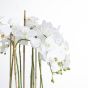 Large White Orchid In Glass Pot