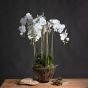 Large White Orchid In Glass Pot by Hill Interiors | Style Our Home
