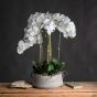 Large White Orchid In Stone Pot by Hill Interiors | Style Our Home