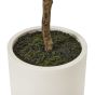 Apulia Olive Tree In White Pot 180Cm