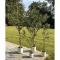 Apulia Olive Tree In White Pot 200Cm