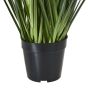 Large Blue Agapanthus Plant In Pot