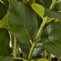 Large White Hydrangea Plant In Pot