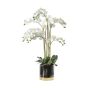 Orchid White with Black Gold Pot