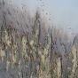 Abstract Golden Reeds Canvas  By Libra | Style Our Home