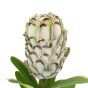 Faux Stem Statement Tropical Green (12pk)