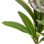 Faux Stem Statement Tropical Green (12pk)