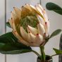 Faux Stem Statement Tropical Ivory  (12pk)