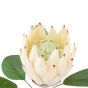 Faux Stem Statement Tropical Ivory  (12pk)