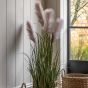 Potted Grass with Pampas Seed Heads (5pk) 