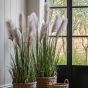 Potted Grass with Pampas Seed Heads (5pk) 