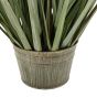Potted Grass with Pampas Seed Heads (5pk) 