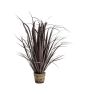Potted Dracaena Autumn Red