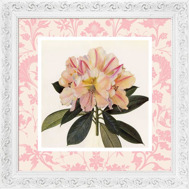 Pink Botanical II by Camelot Pictures | Style Our Home