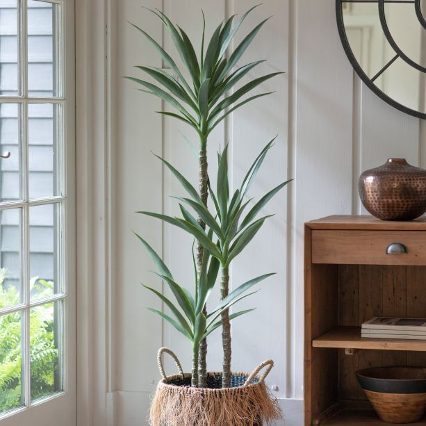 Yuccano Tree w/3 Heads by Gallary Living | Style Our Home