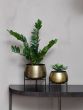 Harri Tabletop Brass Set of 2 Planters
