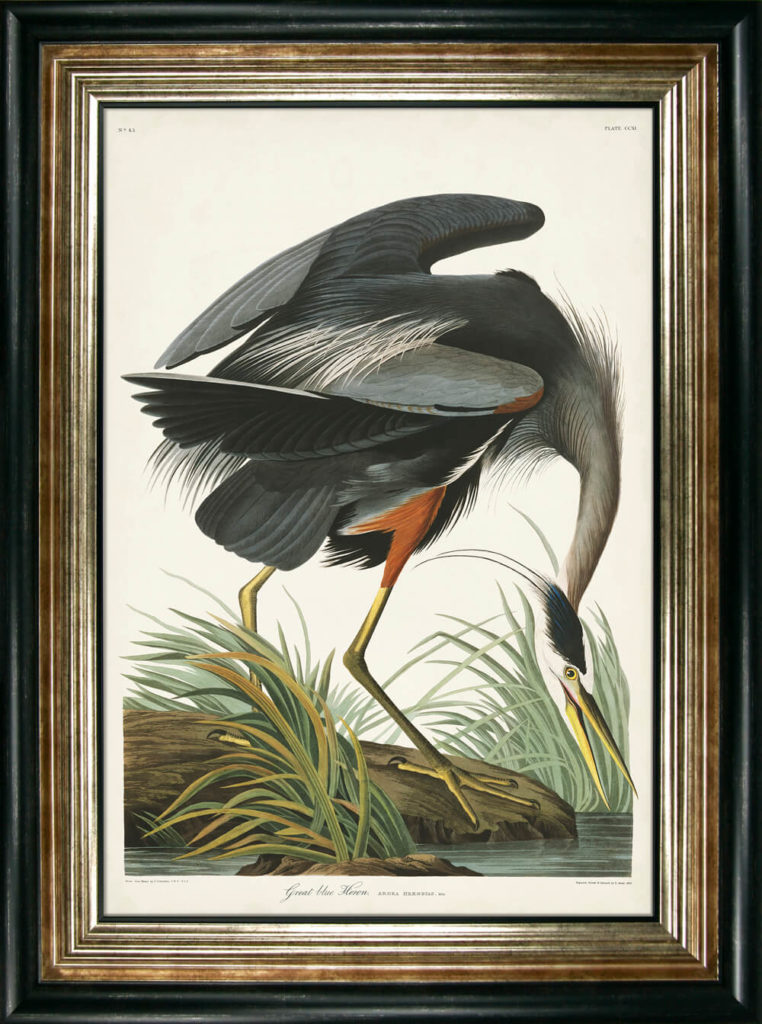 Great Blue Heron by Camelot Pictures | Style Our Home